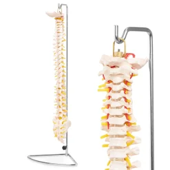 4FIZJO Kręgosłup człowieka model anatomiczny