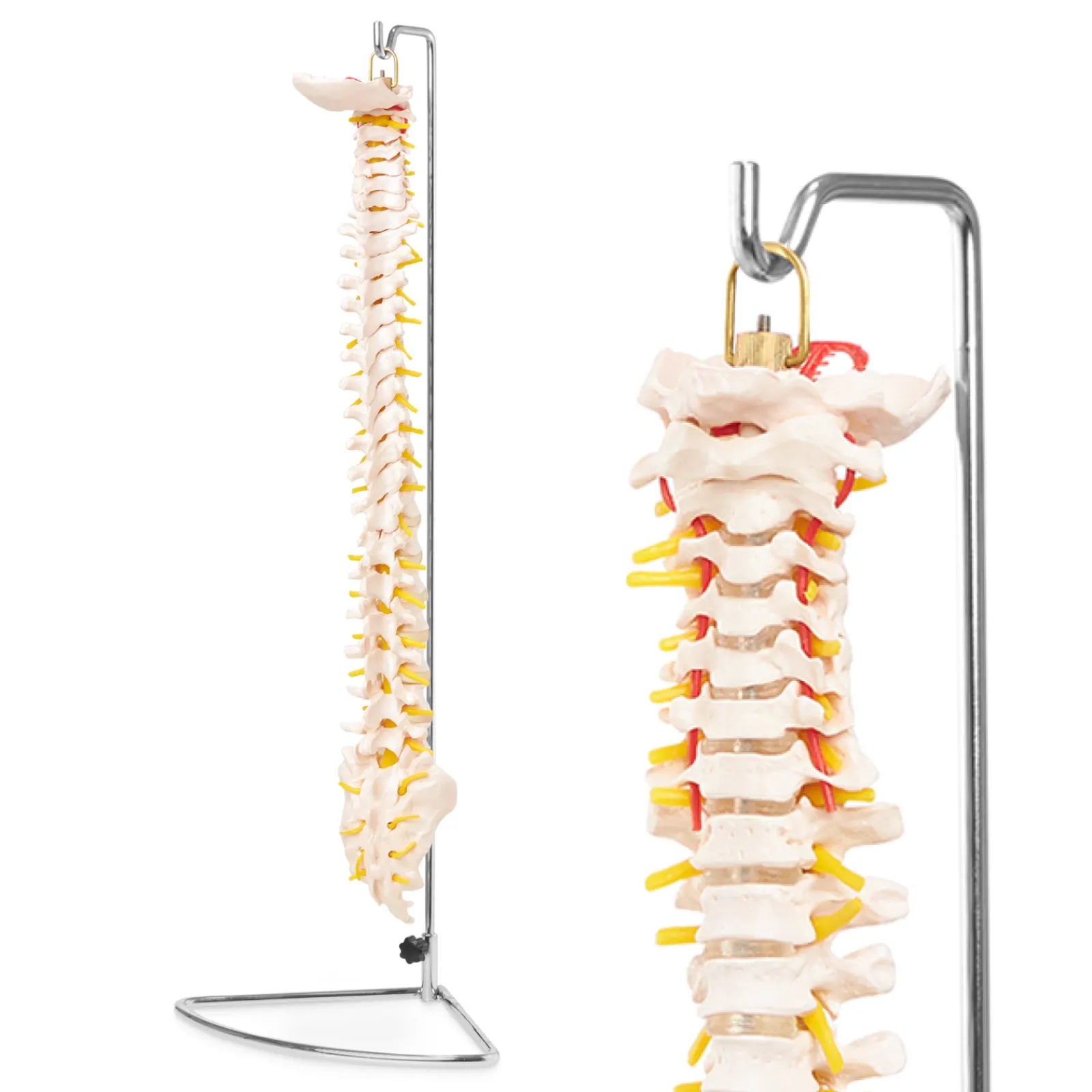 4FIZJO Kręgosłup człowieka model anatomiczny