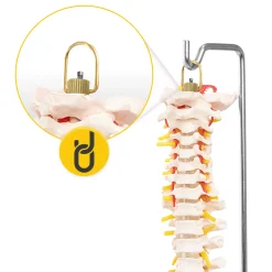 4FIZJO Kręgosłup człowieka model anatomiczny