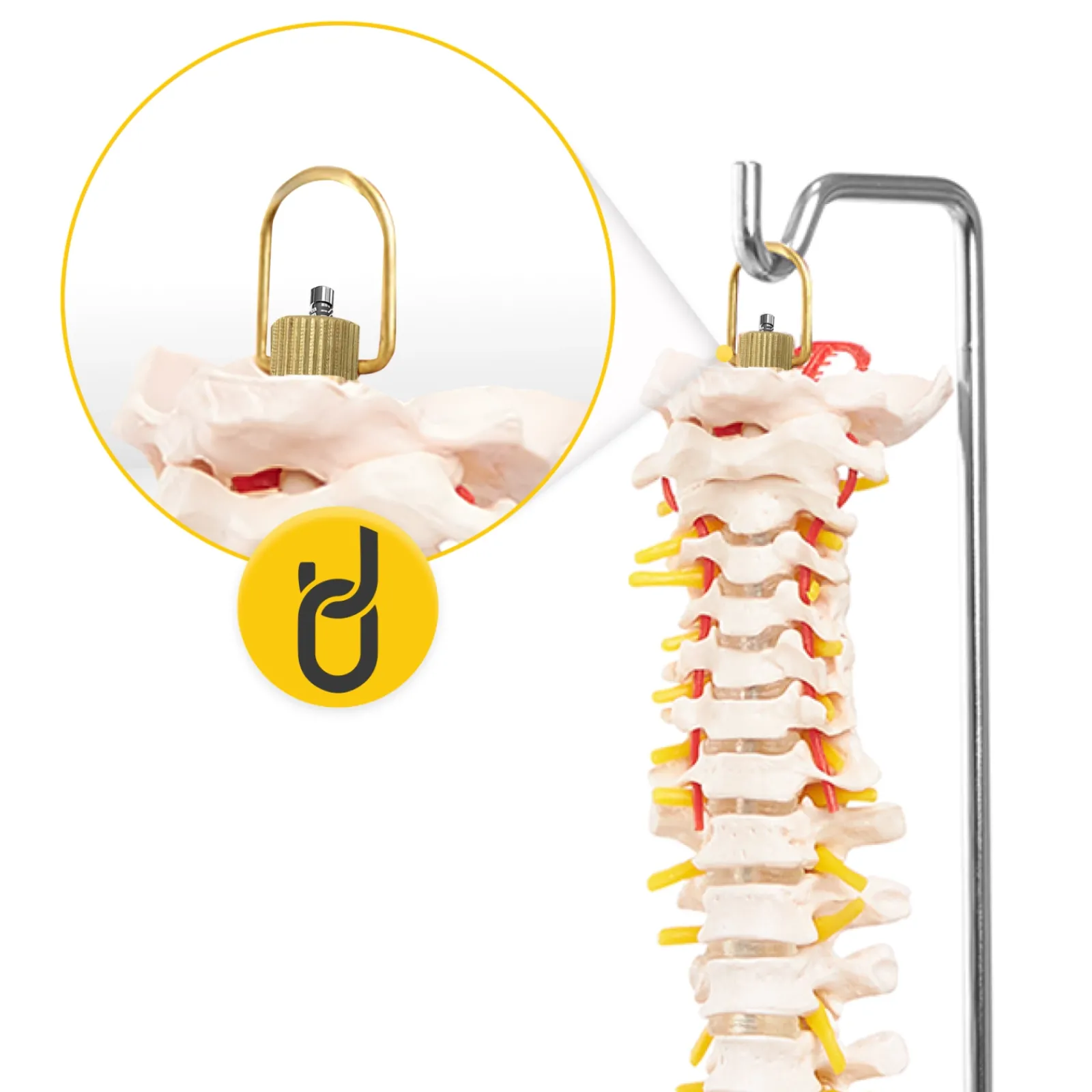 4FIZJO Kręgosłup człowieka model anatomiczny