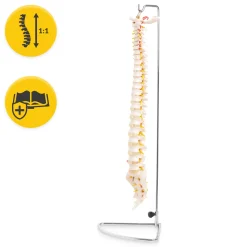 4FIZJO Kręgosłup człowieka model anatomiczny