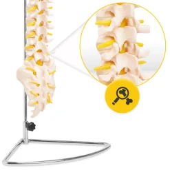 4FIZJO Kręgosłup człowieka model anatomiczny