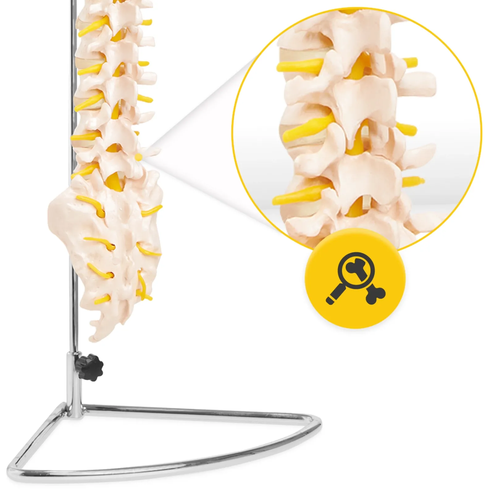 4FIZJO Kręgosłup człowieka model anatomiczny