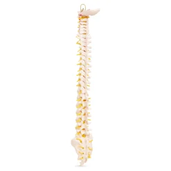 4FIZJO Kręgosłup człowieka model anatomiczny