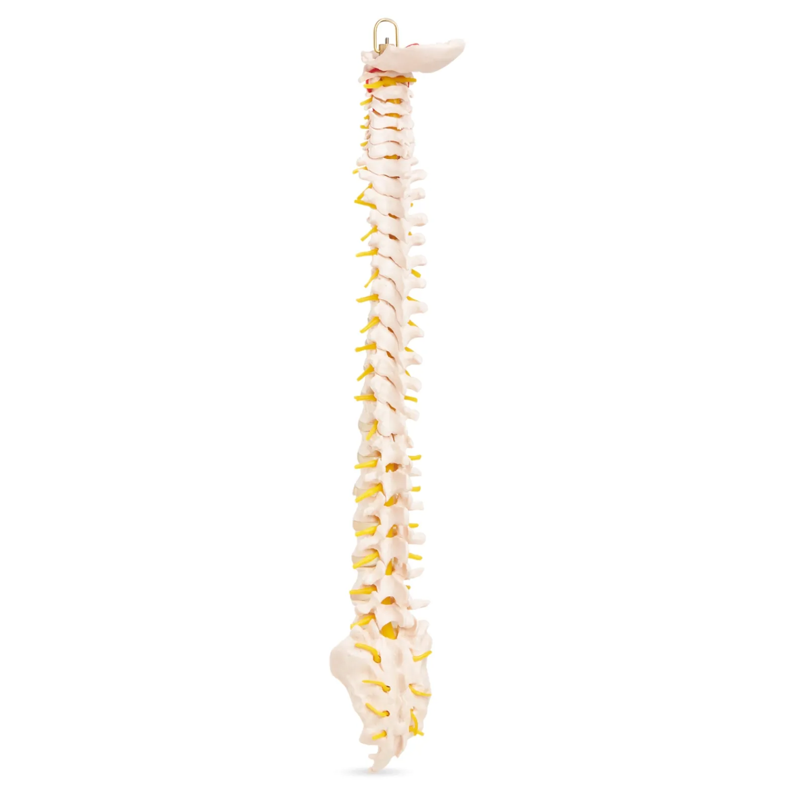 4FIZJO Kręgosłup człowieka model anatomiczny