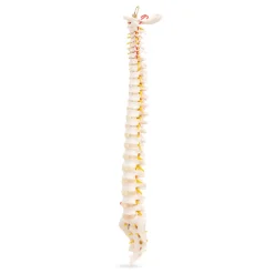 4FIZJO Kręgosłup człowieka model anatomiczny