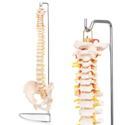 4FIZJO Kręgosłup człowieka z miednicą model anatomiczny Clearance