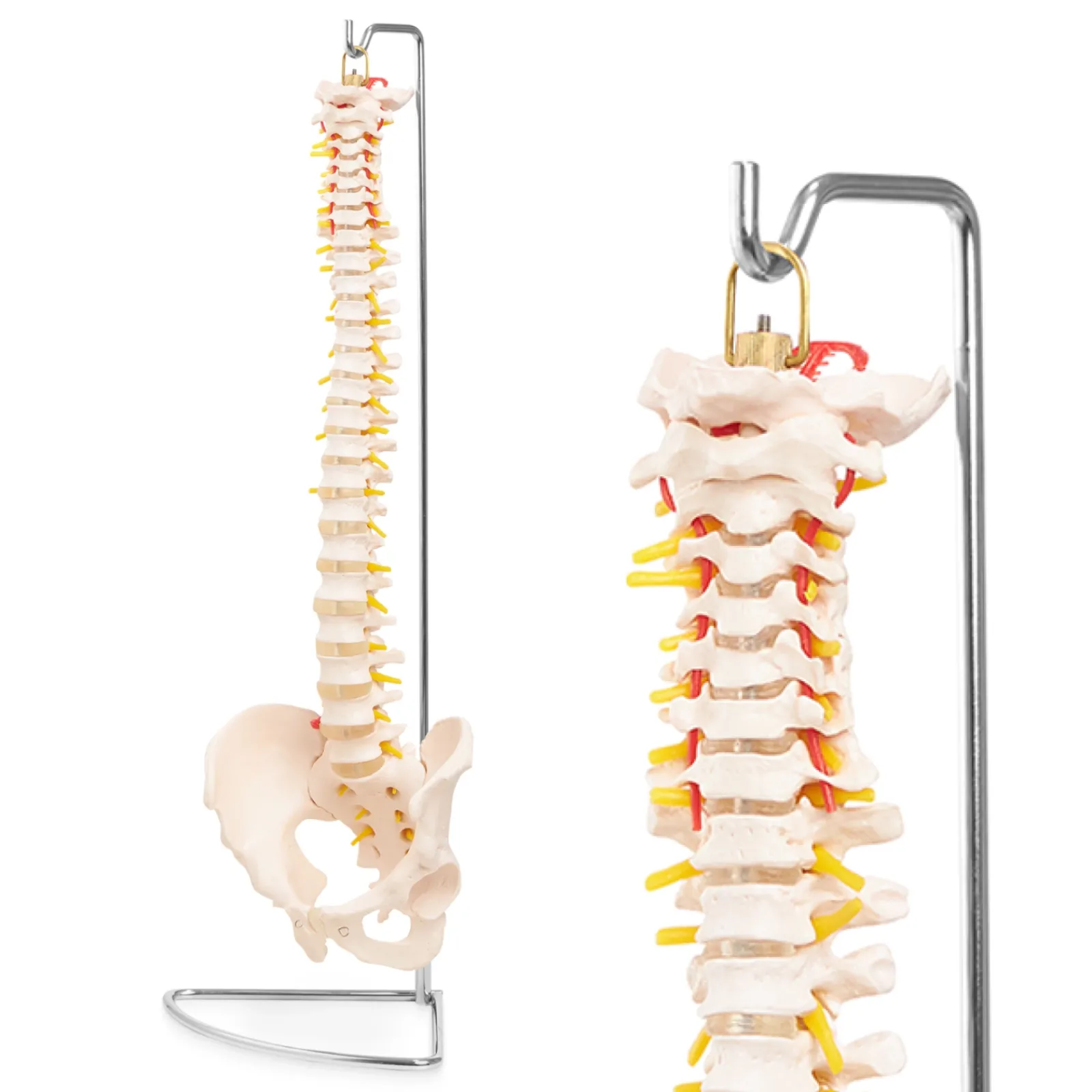 4FIZJO Kręgosłup człowieka z miednicą model anatomiczny Clearance