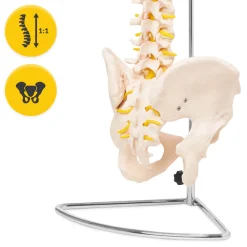 4FIZJO Kręgosłup człowieka z miednicą model anatomiczny Clearance
