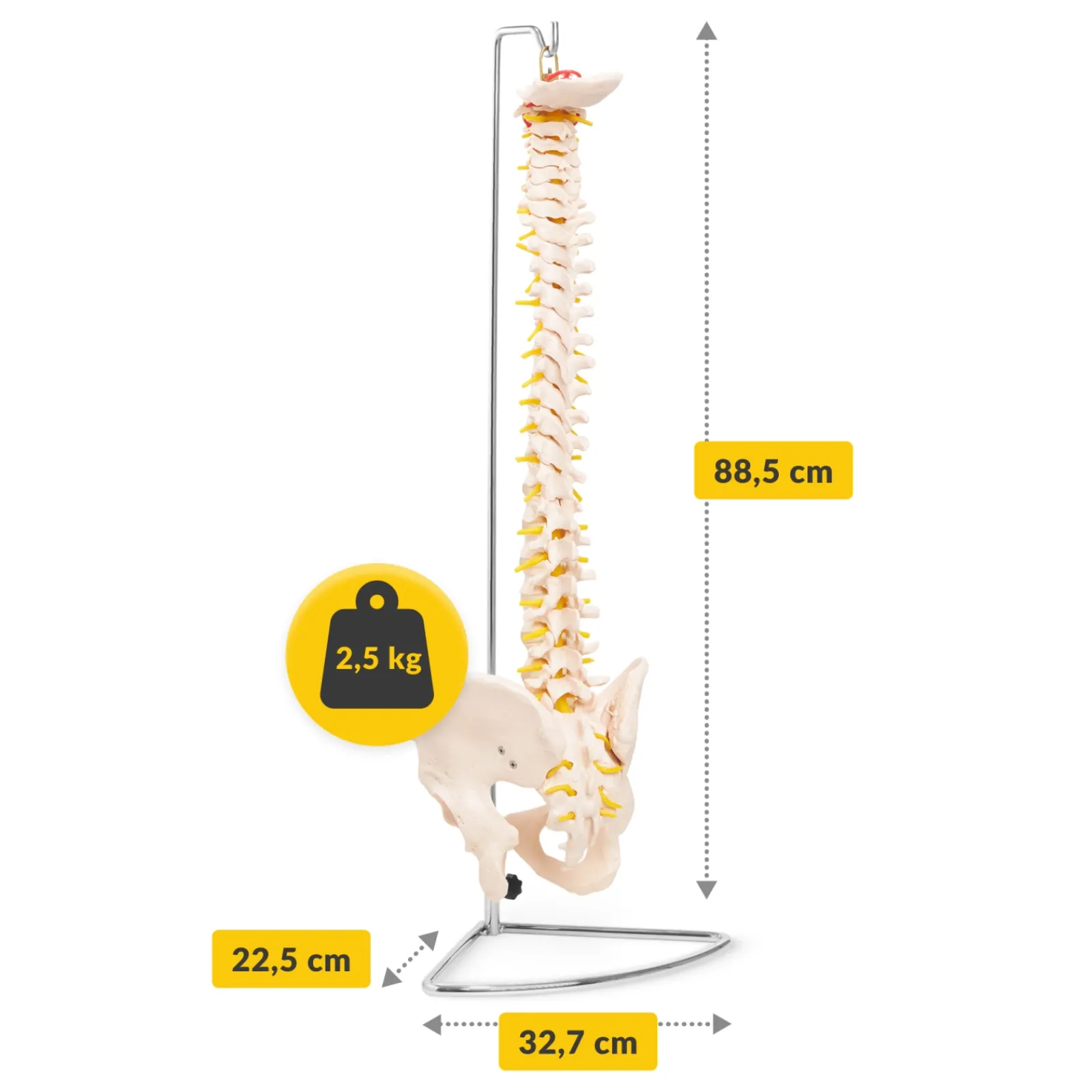 4FIZJO Kręgosłup człowieka z miednicą model anatomiczny Clearance