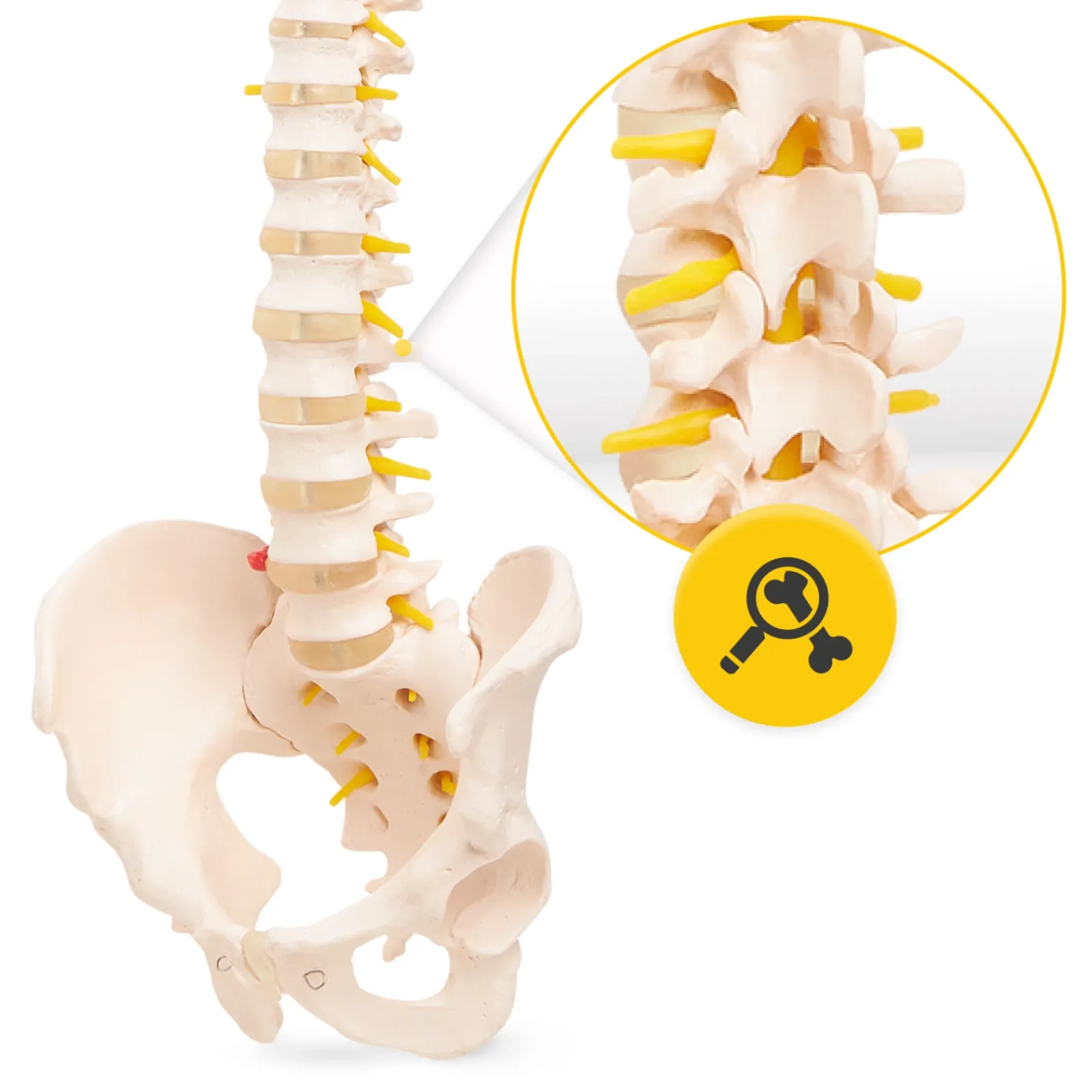 4FIZJO Kręgosłup człowieka z miednicą model anatomiczny Clearance