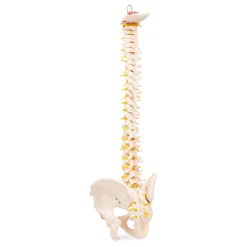 4FIZJO Kręgosłup człowieka z miednicą model anatomiczny Clearance