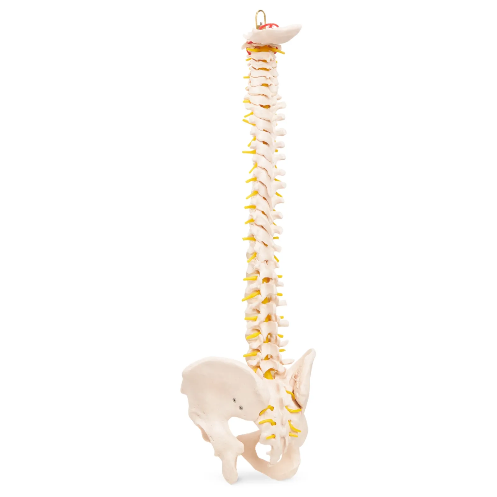 4FIZJO Kręgosłup człowieka z miednicą model anatomiczny Clearance