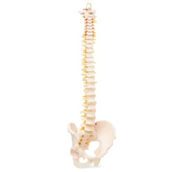 4FIZJO Kręgosłup człowieka z miednicą model anatomiczny Clearance