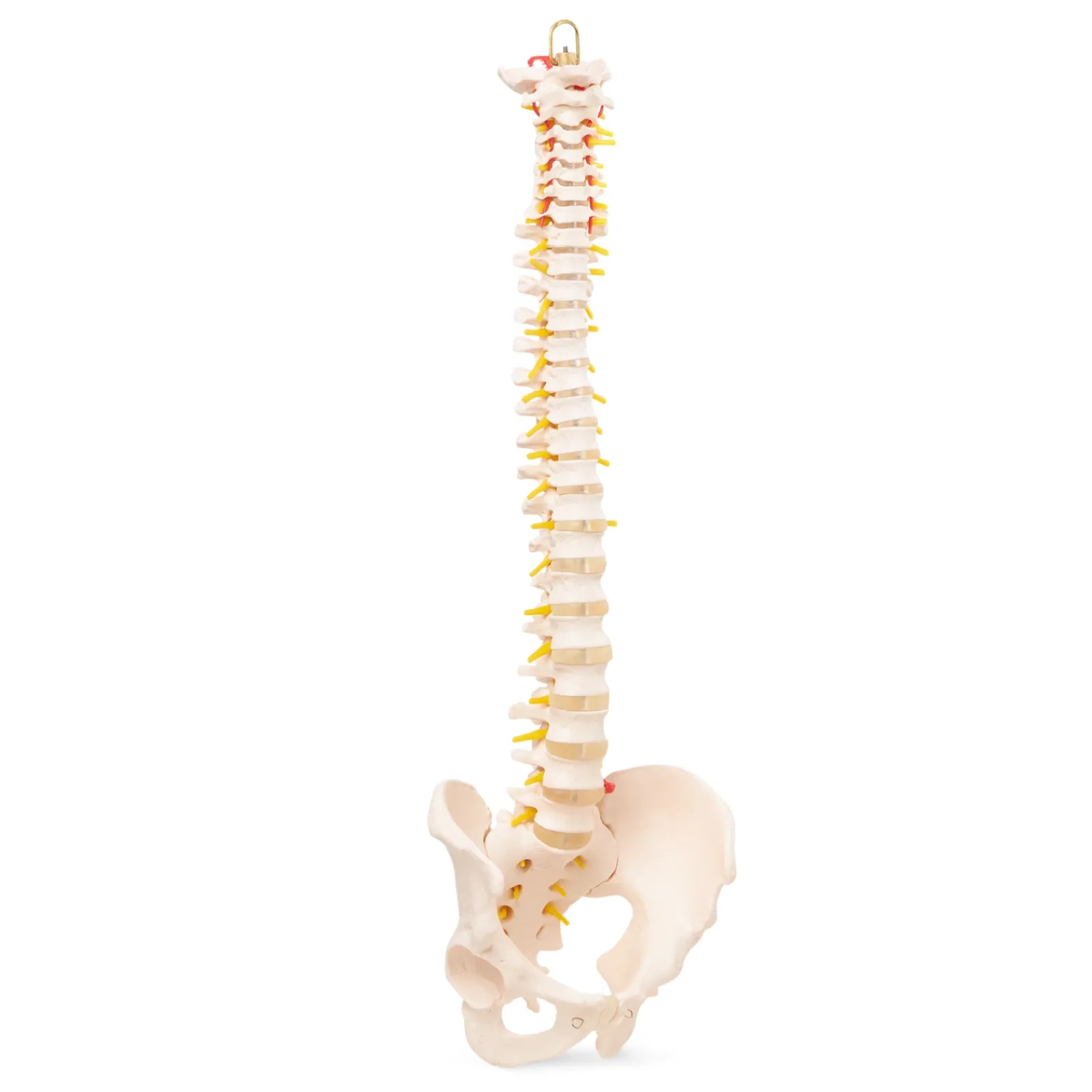 4FIZJO Kręgosłup człowieka z miednicą model anatomiczny Clearance