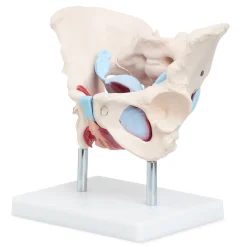 4FIZJO Miednica człowieka z mięśniami i narządami model anatomiczny Online