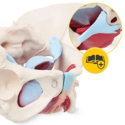 4FIZJO Miednica człowieka z mięśniami i narządami model anatomiczny Online