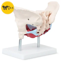4FIZJO Miednica człowieka z mięśniami i narządami model anatomiczny Online