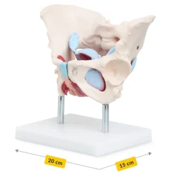 4FIZJO Miednica człowieka z mięśniami i narządami model anatomiczny Online
