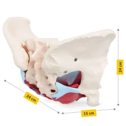 4FIZJO Miednica człowieka z mięśniami i narządami model anatomiczny Online