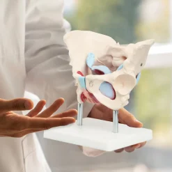 4FIZJO Miednica człowieka z mięśniami i narządami model anatomiczny Online