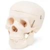 4FIZJO Model anatomiczny czaszka człowieka Discount