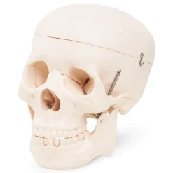 4FIZJO Model anatomiczny czaszka człowieka Discount