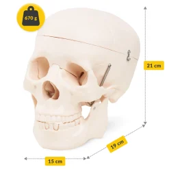 4FIZJO Model anatomiczny czaszka człowieka Discount