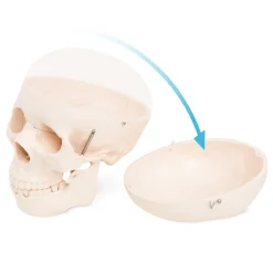 4FIZJO Model anatomiczny czaszka człowieka Discount