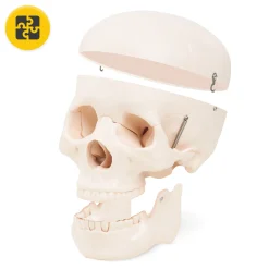 4FIZJO Model anatomiczny czaszka człowieka Discount
