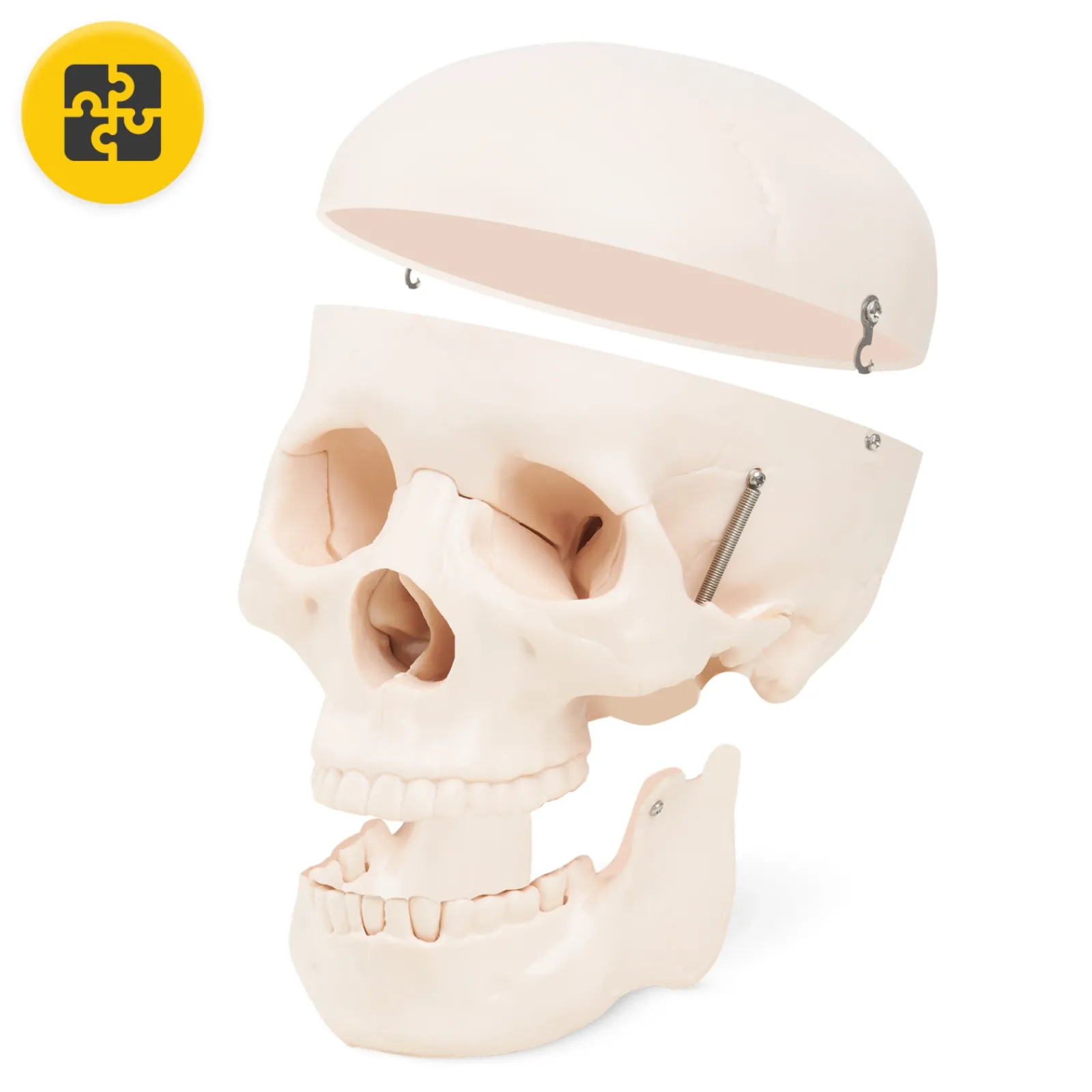 4FIZJO Model anatomiczny czaszka człowieka Discount