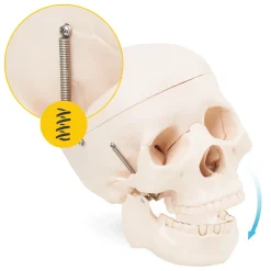 4FIZJO Model anatomiczny czaszka człowieka Discount