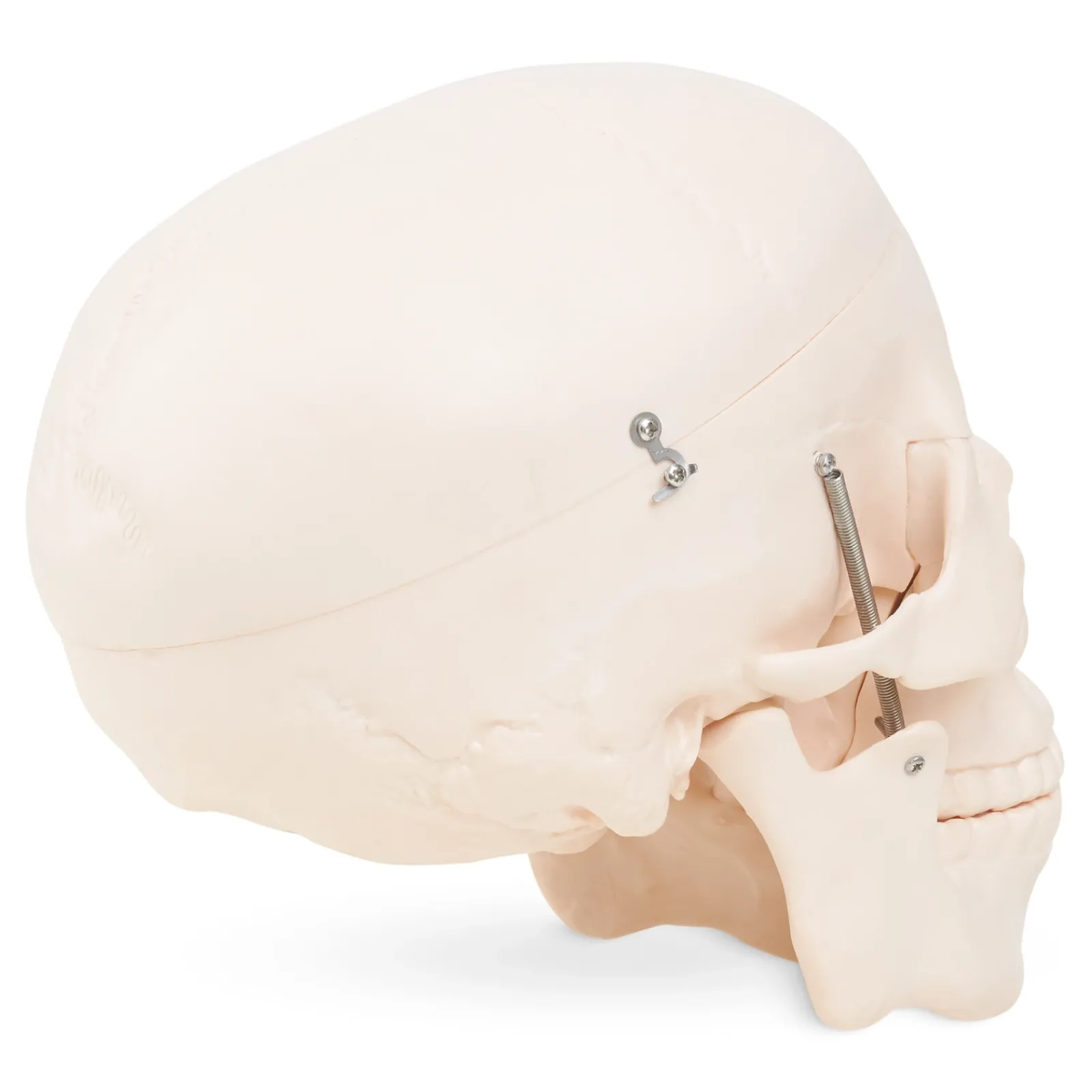 4FIZJO Model anatomiczny czaszka człowieka Discount