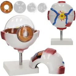 4FIZJO Model anatomiczny oka w powiększeniu 3D Best
