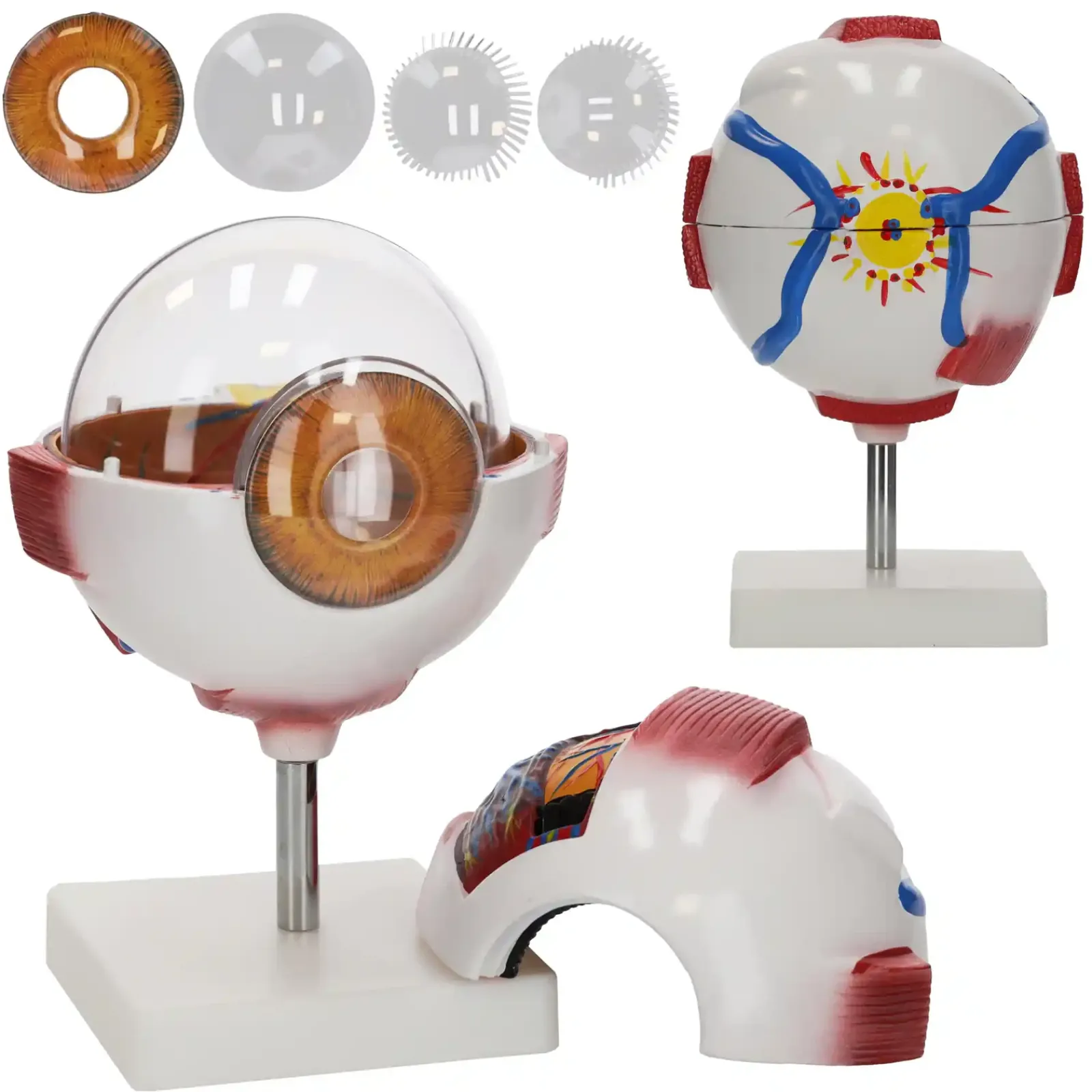 4FIZJO Model anatomiczny oka w powiększeniu 3D Best