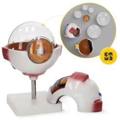 4FIZJO Model anatomiczny oka w powiększeniu 3D Best