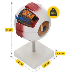 4FIZJO Model anatomiczny oka w powiększeniu 3D Best