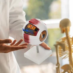 4FIZJO Model anatomiczny oka w powiększeniu 3D Best