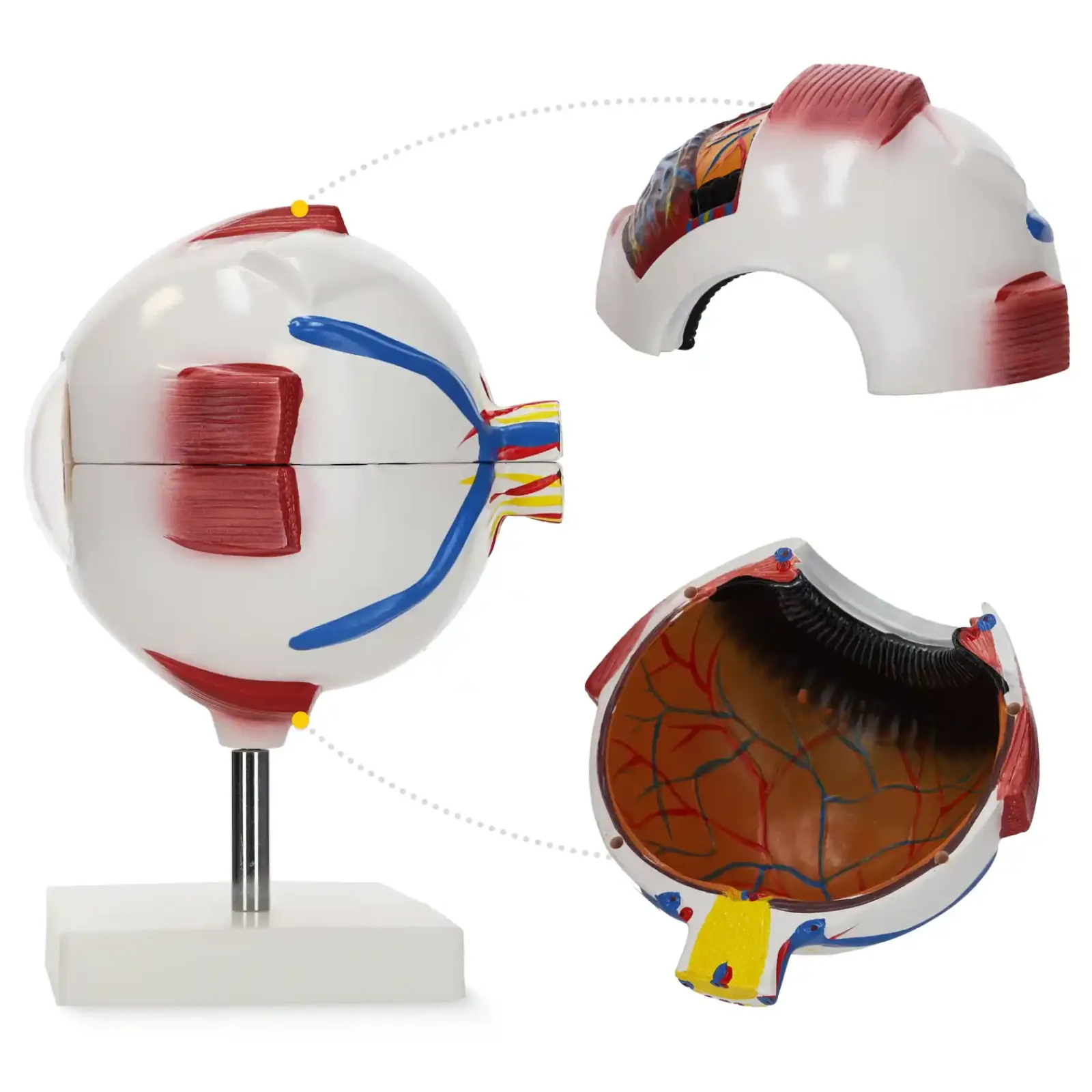 4FIZJO Model anatomiczny oka w powiększeniu 3D Best