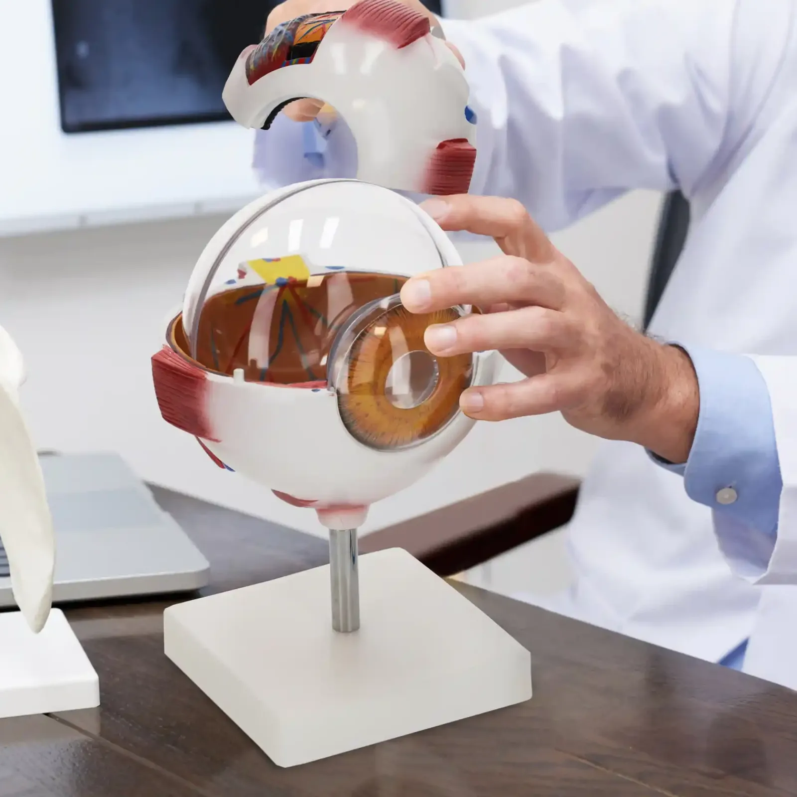 4FIZJO Model anatomiczny oka w powiększeniu 3D Best
