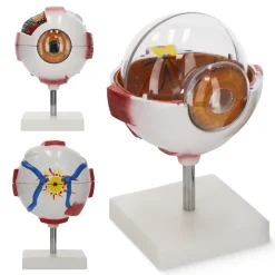 4FIZJO Model anatomiczny oka w powiększeniu 3D Best