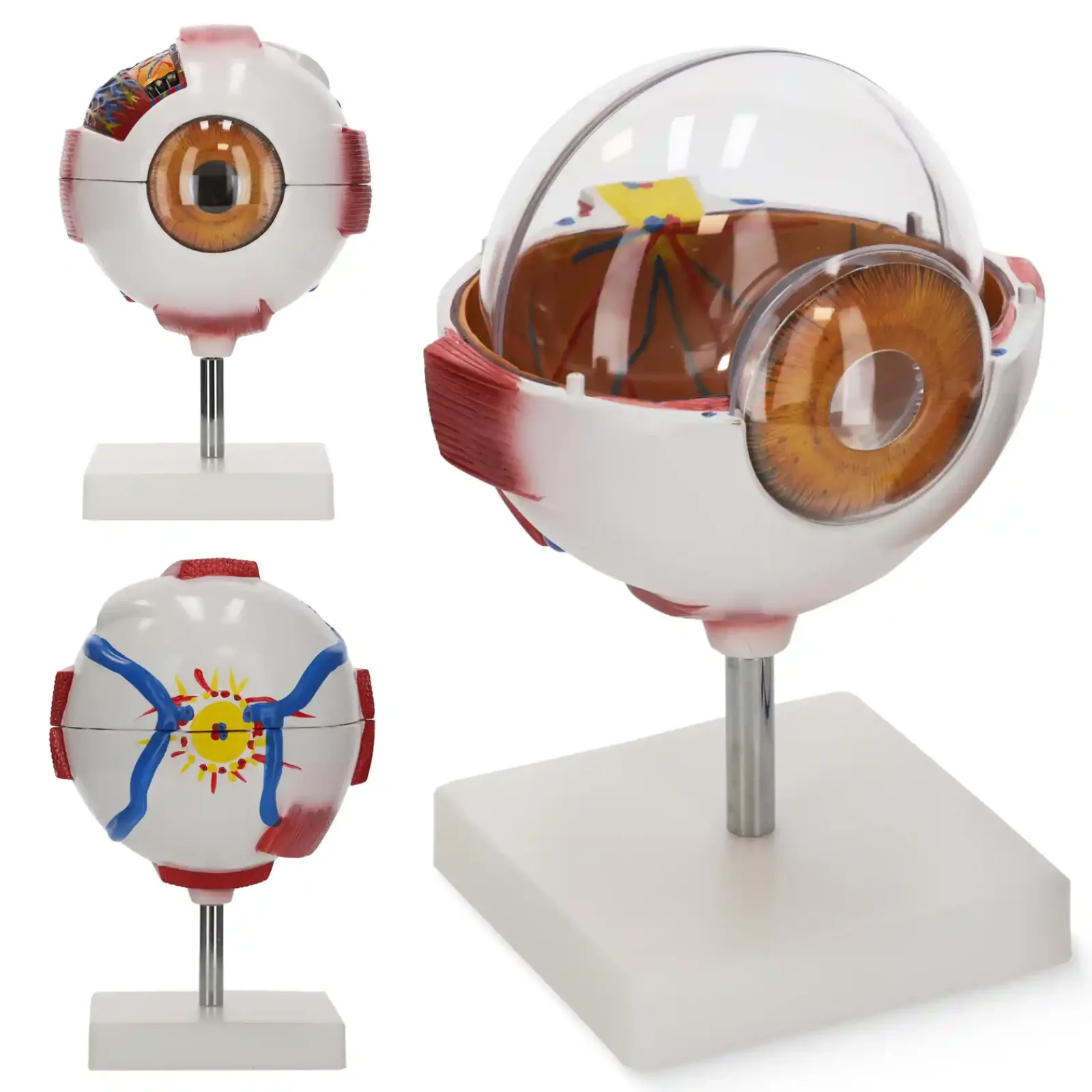 4FIZJO Model anatomiczny oka w powiększeniu 3D Best