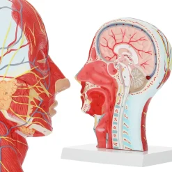 4FIZJO Model anatomiczny poprzecznego przekroju głowy człowieka w skali 1:1 Clearance