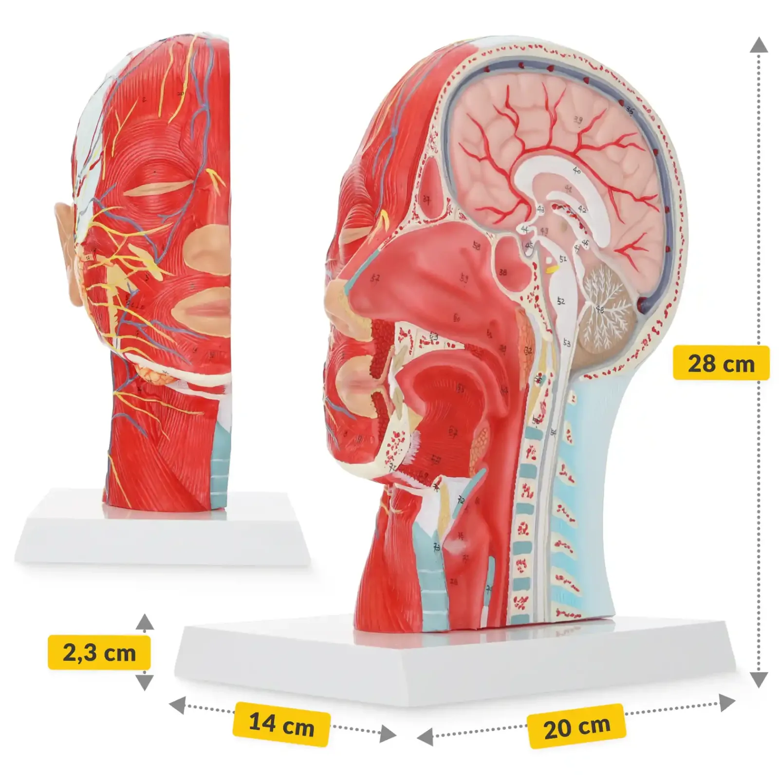 4FIZJO Model anatomiczny poprzecznego przekroju głowy człowieka w skali 1:1 Clearance