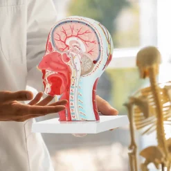 4FIZJO Model anatomiczny poprzecznego przekroju głowy człowieka w skali 1:1 Clearance
