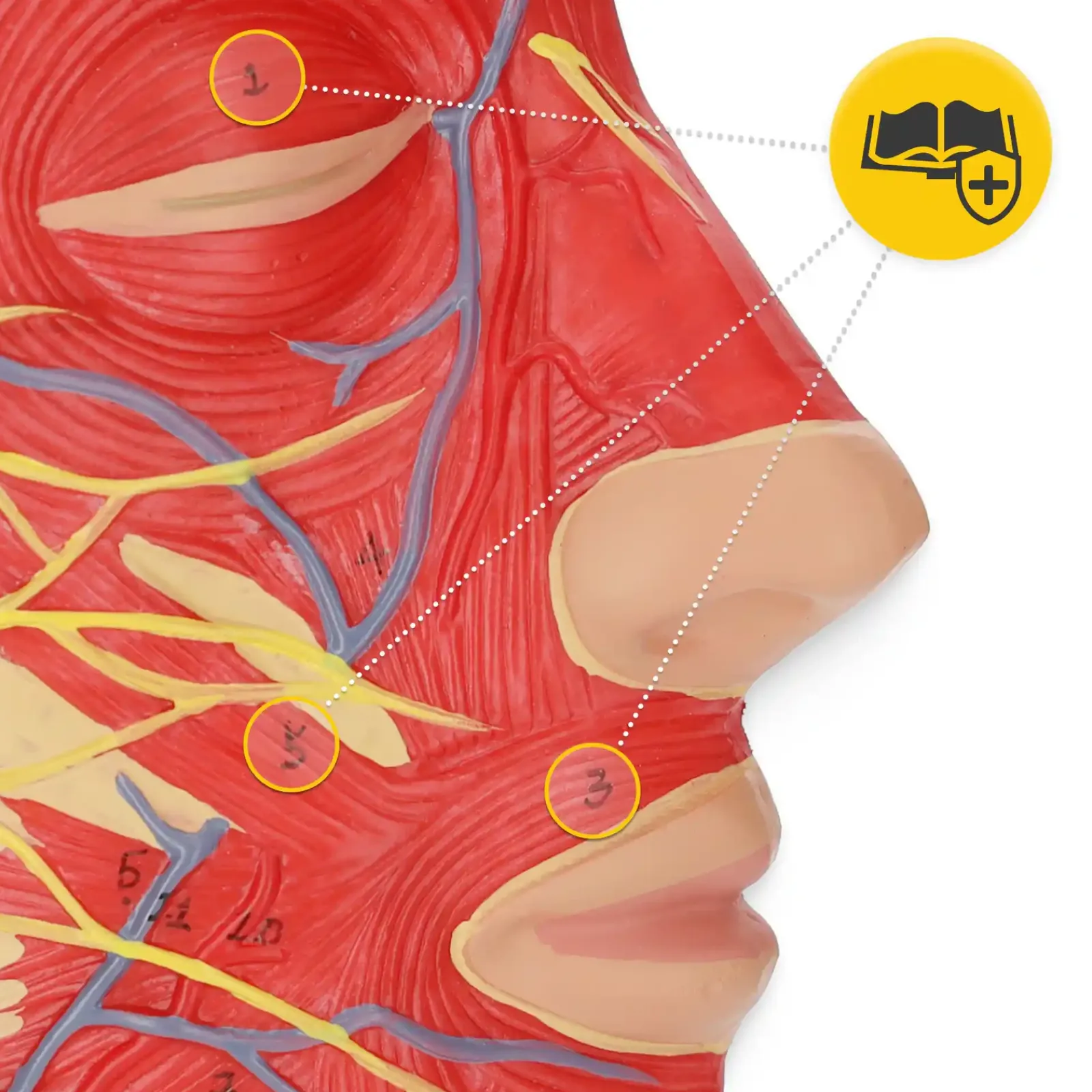 4FIZJO Model anatomiczny poprzecznego przekroju głowy człowieka w skali 1:1 Clearance