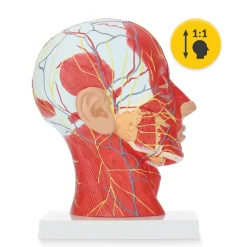4FIZJO Model anatomiczny poprzecznego przekroju głowy człowieka w skali 1:1 Clearance