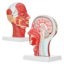 4FIZJO Model anatomiczny poprzecznego przekroju głowy człowieka w skali 1:1 Clearance