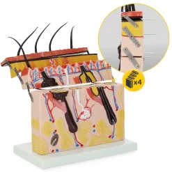 4FIZJO Model anatomiczny skóry człowieka w przekroju
