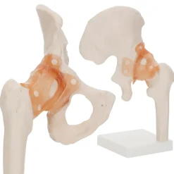 4FIZJO Model anatomiczny stawu biodrowego z więzadłami w skali 1:1 Online